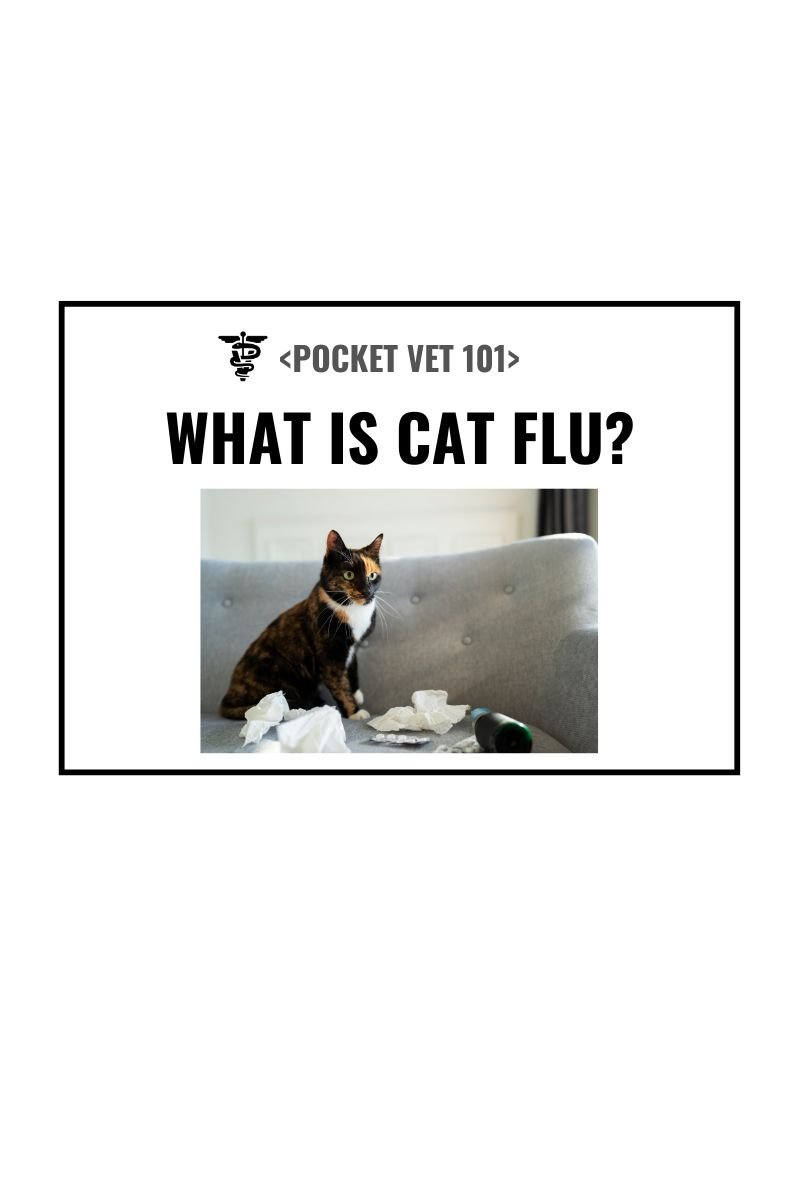 What is cat flu? What are different symptoms to watch out? (2025)