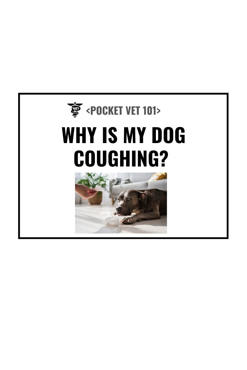 What is my dog coughing? Symptoms, diagnosis and treatment (2025)