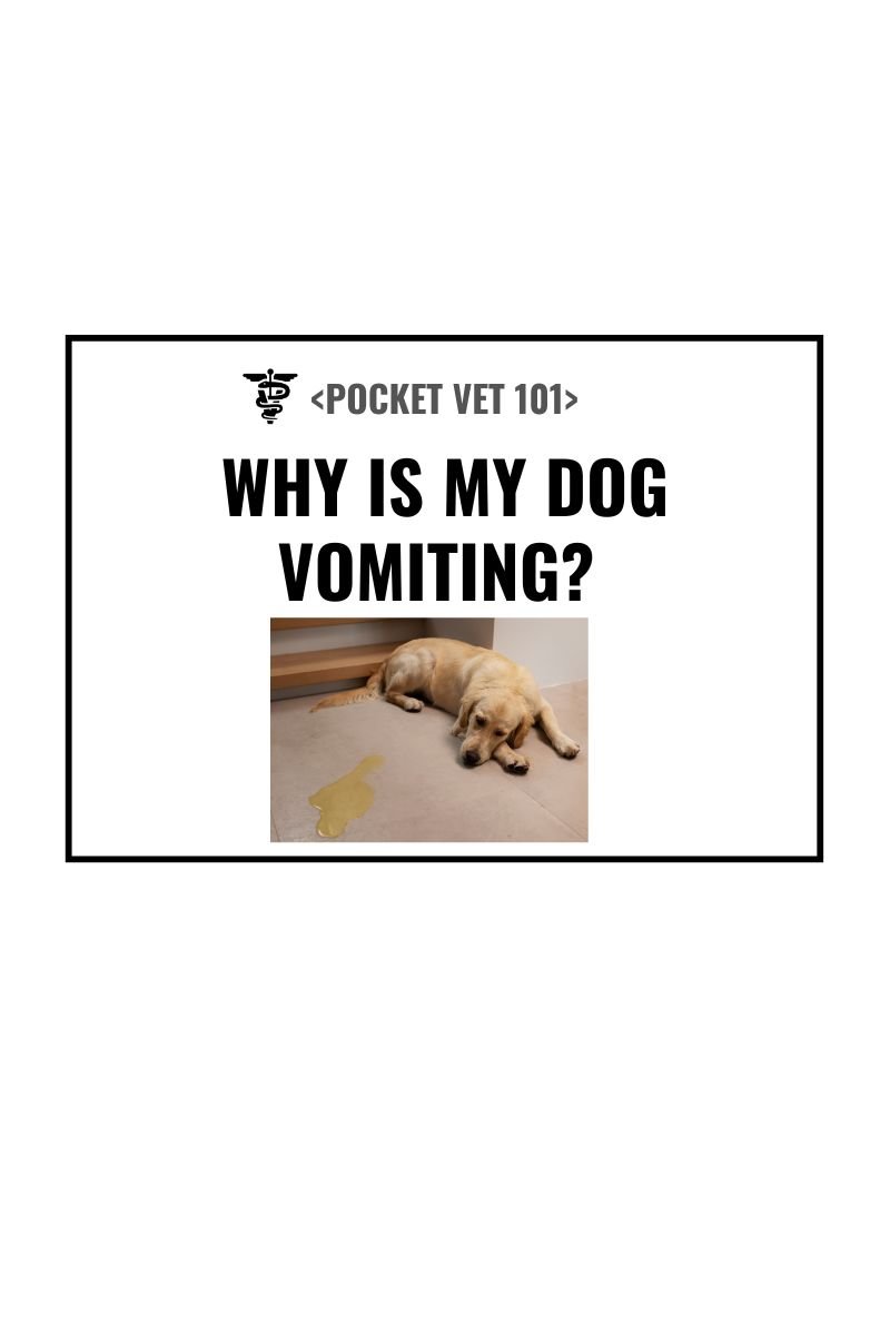 Why is my dog vomiting? What different colors of vomitus indicate? (2025 Guide)