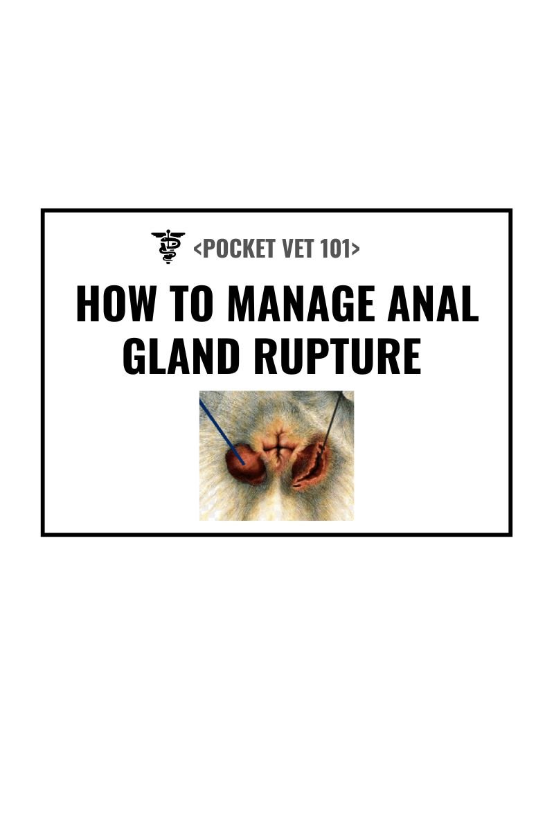 Anal gland rupture in dog or cat, treatment, diagnosis and prevention (2025 guideline)