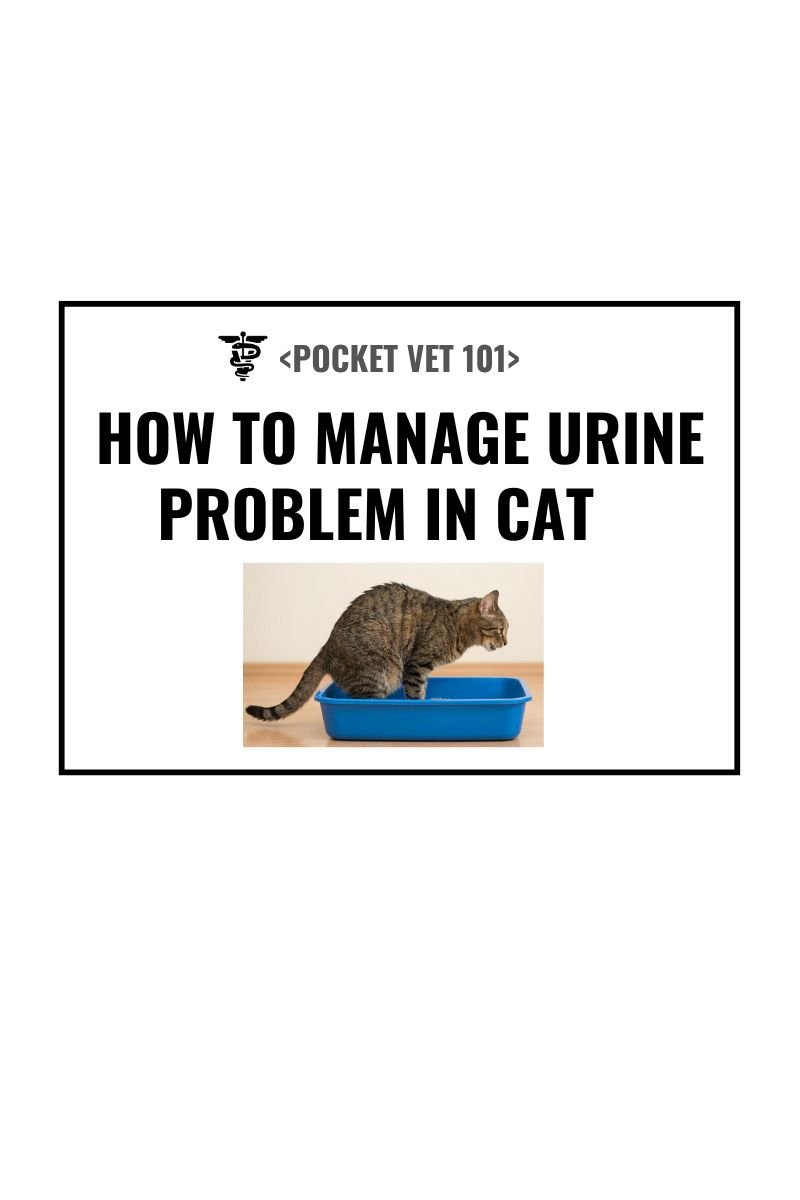 Why is my cat urinating pink color? What is the problem, diagnosis, treatment and prevention? (2026 guideline)