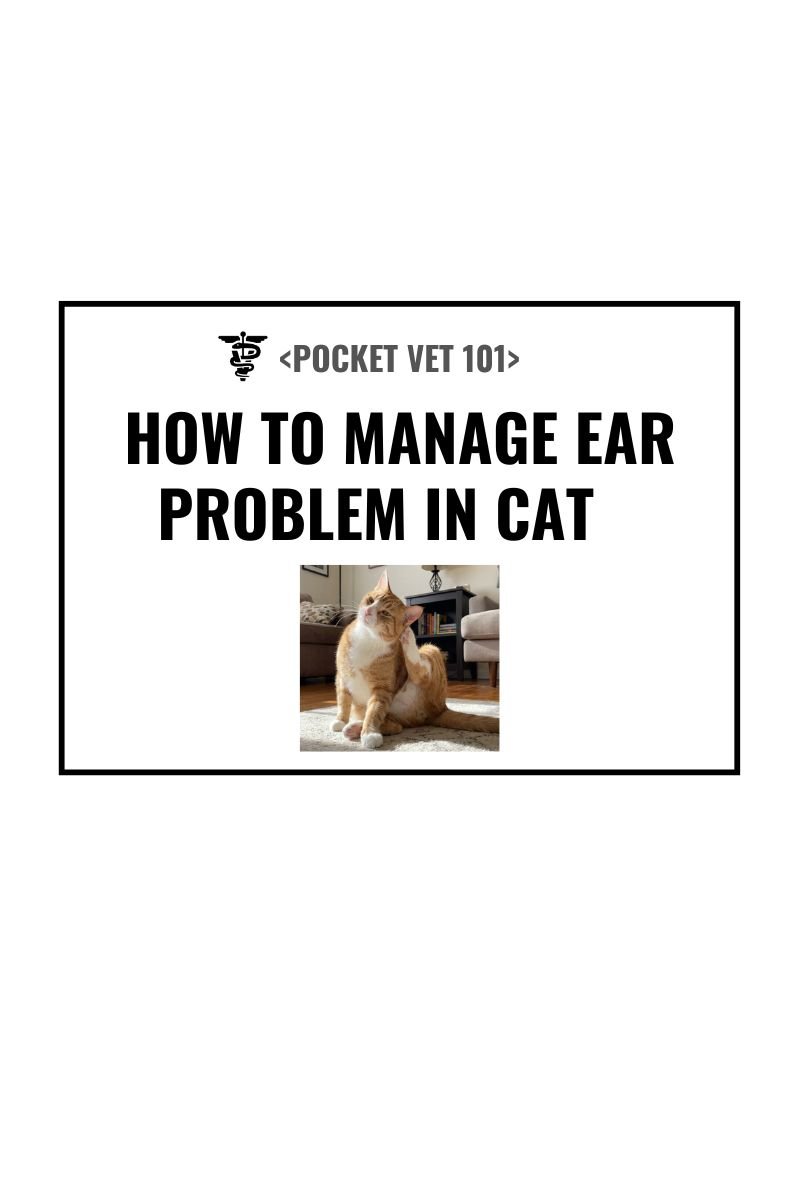 Why is my cat scratching ears? Causes, treatment, diagnosis and prevention (2026 guideline)