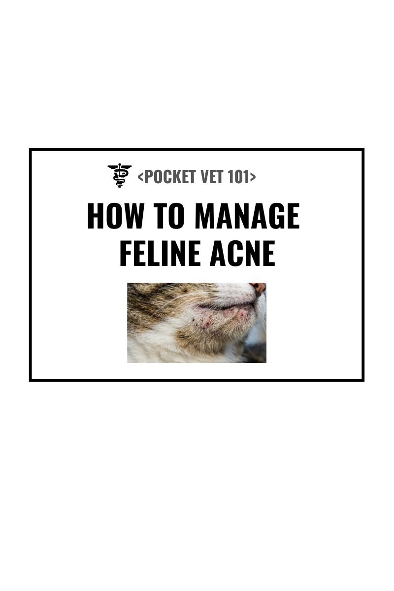 Feline acne causes, diagnosis, treatment and prevention (2026 guideline)