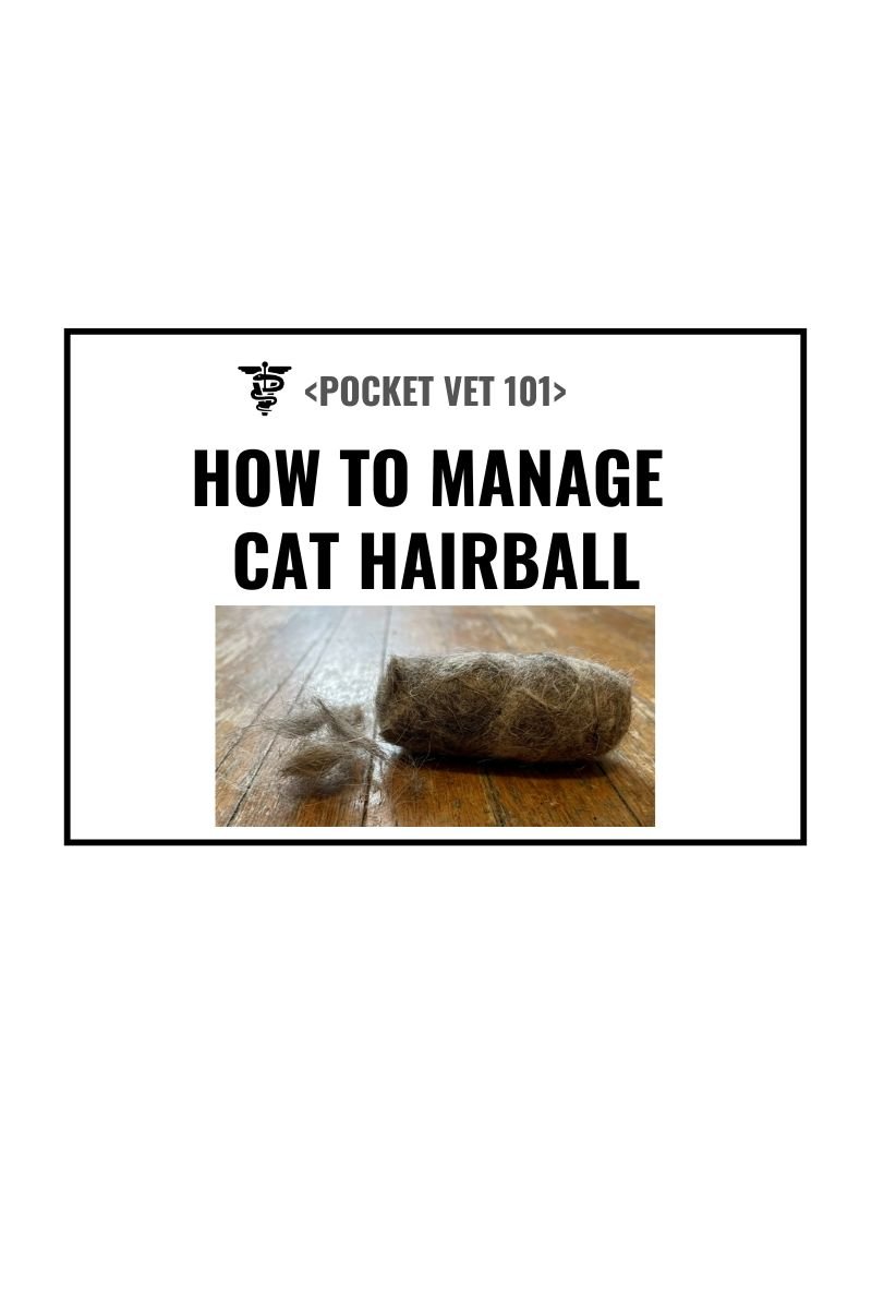 How to manage cat hair ball? Causes, treatment and prevention (2026 guideline)