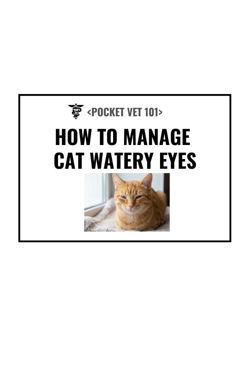 Cat watery eyes causes, diagnosis, treatment and prevention (2026 guideline)