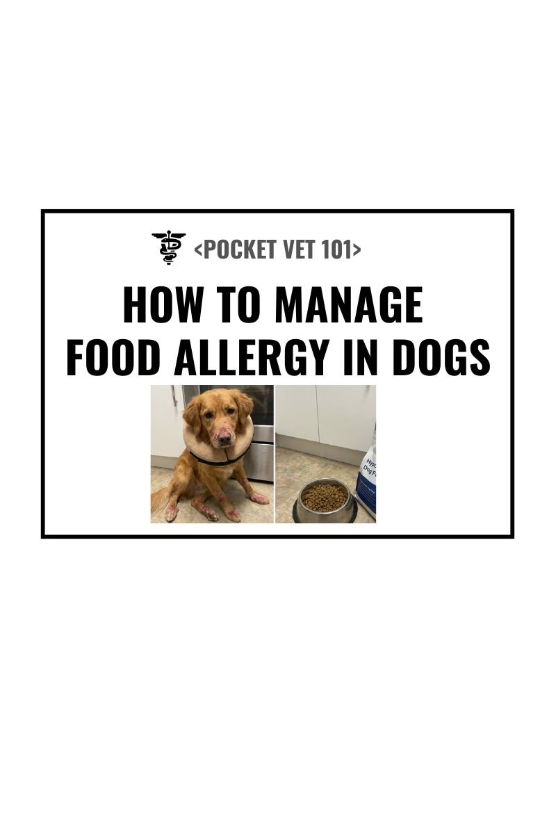 Food Allergy in Dogs: Symptoms, Diagnosis, Treatment, and Prevention (2026 Veterinary Guideline)