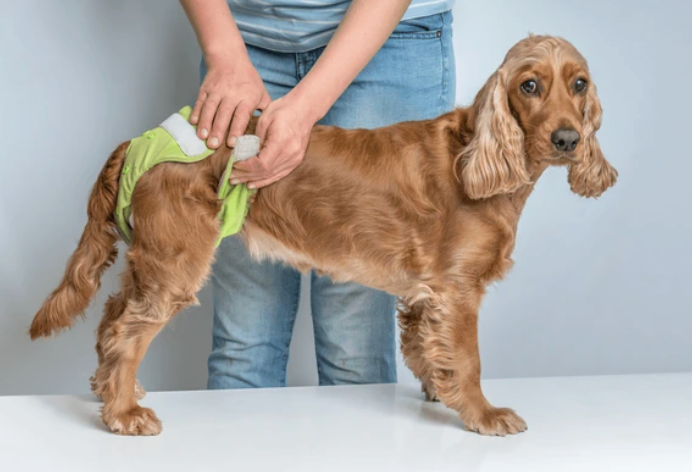 dog urinary incontinence