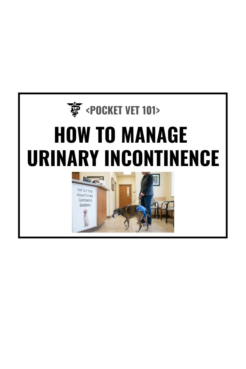 Dog urinary incontinence, what are the signs, diagnosis and treatment (2026 guideline)