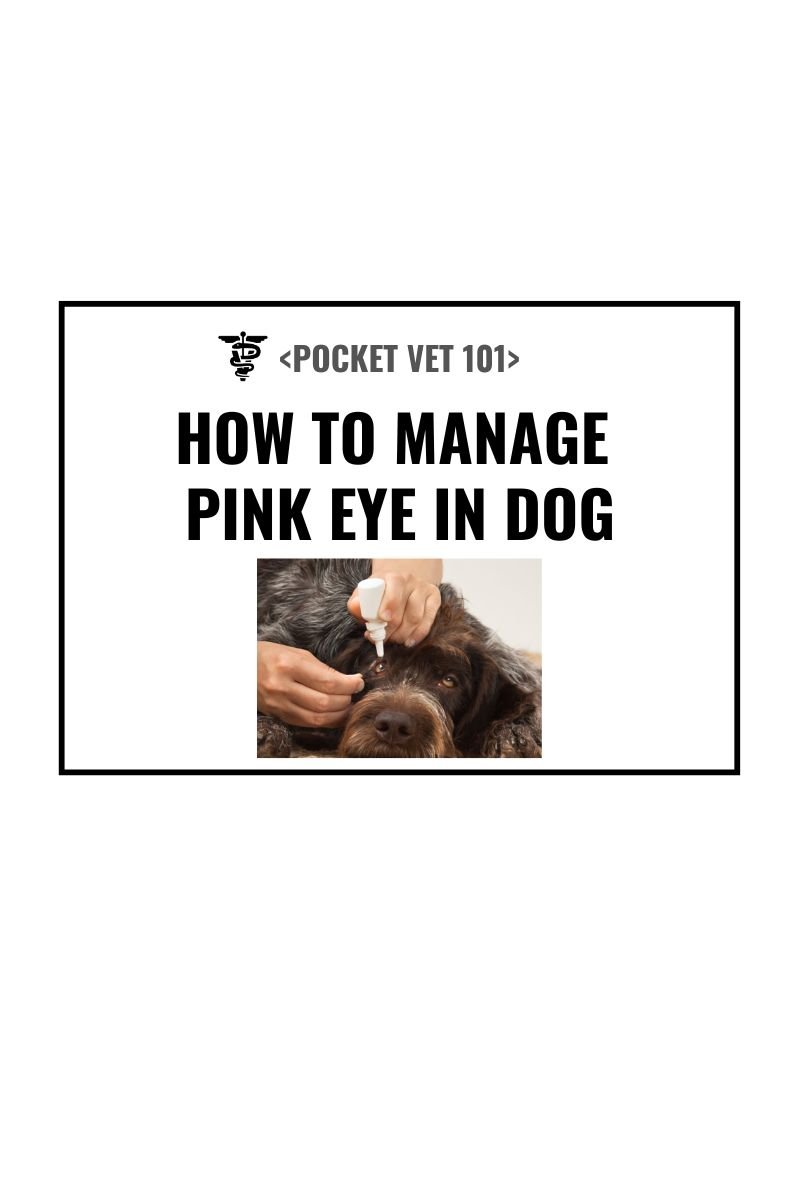 Dog pink eyes, causes, diagnosis, treatment, prevention (2026 guideline)